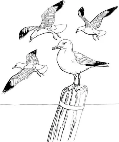 Dibujo de Gaviotas para colorear | Dibujos para colorear imprimir ... Dibujo de Gaviotas para colorear | Dibujos para colorear imprimir ...