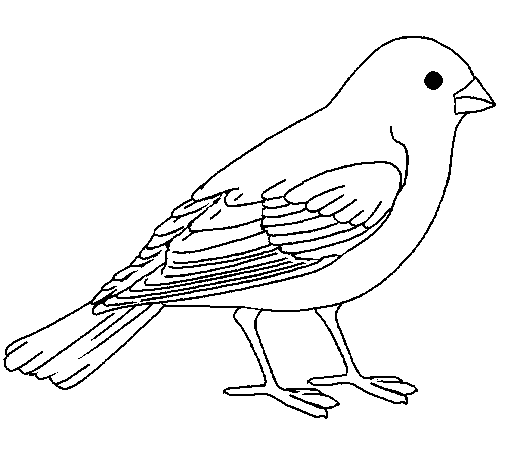 Dibujo de Gorrión para Colorear - Dibujos.net