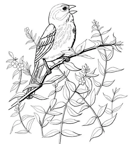 Dibujo de Gorrión melódico o cantor para colorear | Dibujos para ... Dibujo de Gorrión melódico o cantor para colorear | Dibujos para ...