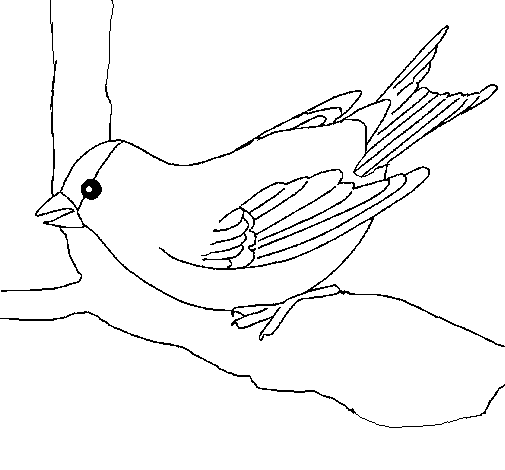 Dibujo de Gorrión en una rama para Colorear - Dibujos.net