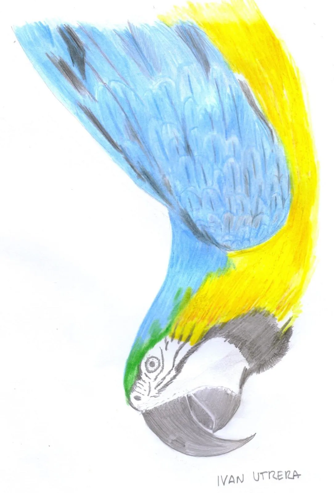 dibujo de Guacamaya en lapices de colores | Dibujo a lápiz ... dibujo de Guacamaya en lapices de colores | Dibujo a lápiz ...