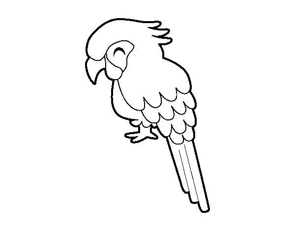 Dibujo de Guacamayo para Colorear - Dibujos.net Dibujo de Guacamayo para Colorear - Dibujos.net