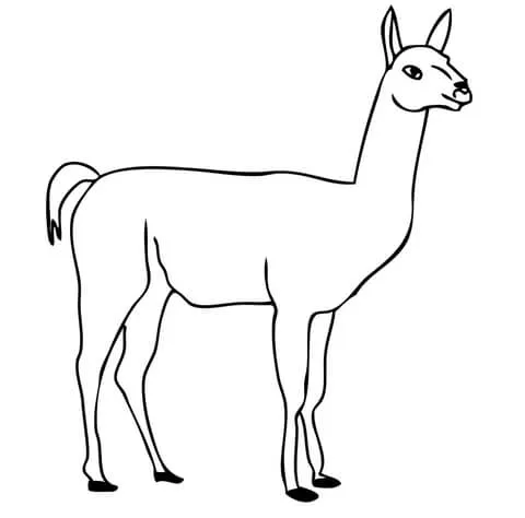 Dibujo de Un Guanaco para colorear | Dibujos para colorear ... Dibujo de Un Guanaco para colorear | Dibujos para colorear ...