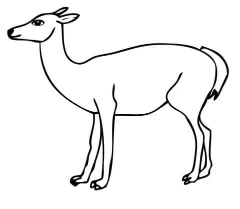 Dibujo de Guanaco de Sudamérica para colorear | Dibujos para ...