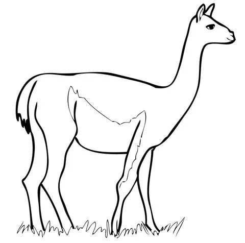 Dibujo de Guanaco Sudamericano para colorear | Dibujos para ... Dibujo de Guanaco Sudamericano para colorear | Dibujos para ...