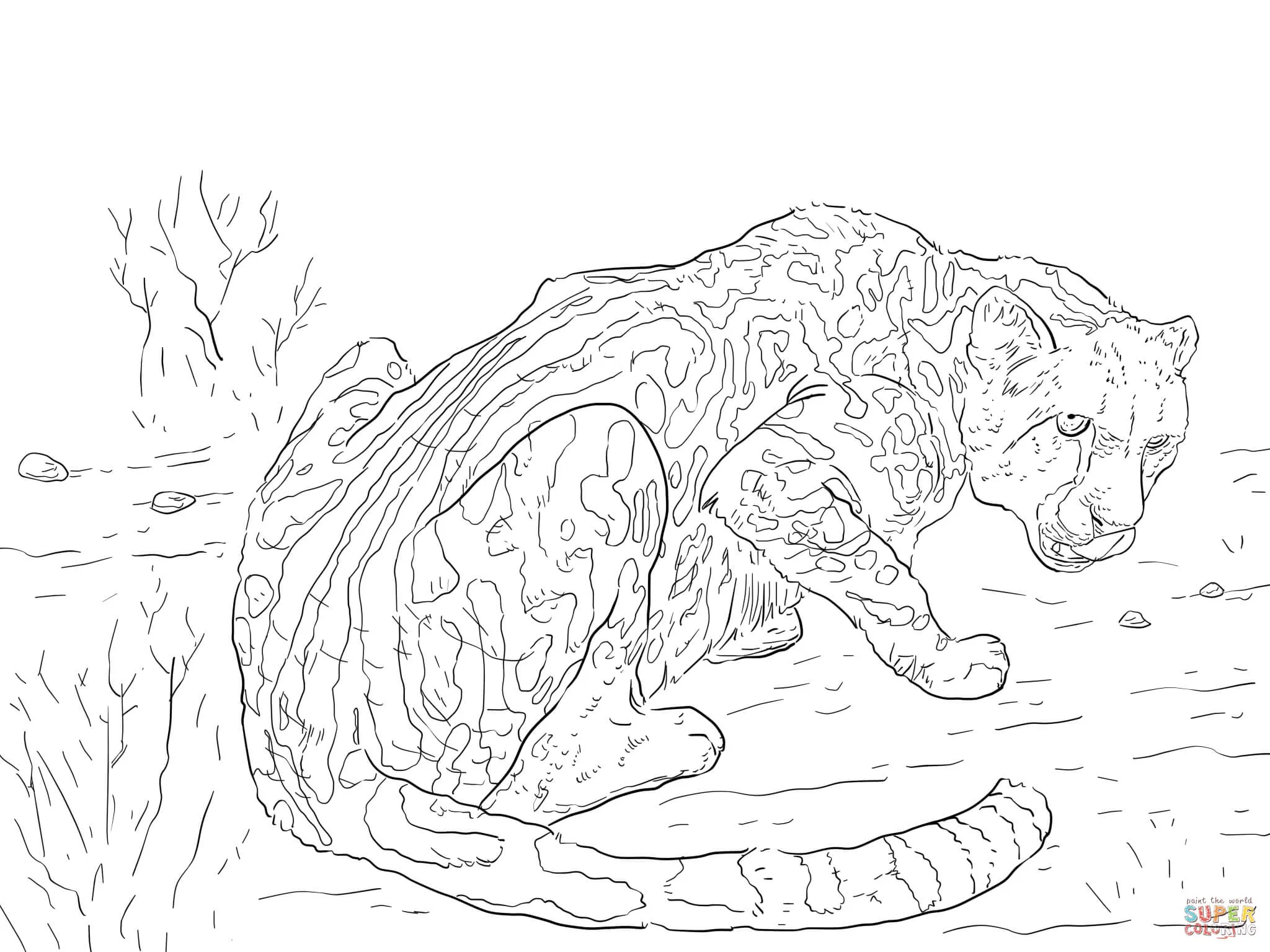 Dibujo de Guepardo o Chita para colorear | Dibujos para colorear imprimir  gratis