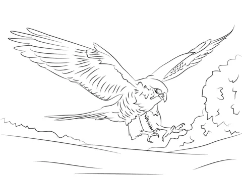Dibujo de Halcón Peregrino para colorear | Dibujos para colorear ...