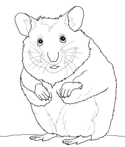Dibujo de Hámster para colorear | Dibujos para colorear imprimir ... Dibujo de Hámster para colorear | Dibujos para colorear imprimir ...