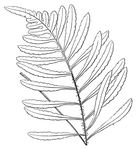 Dibujo de Un Helecho para colorear | Dibujos para colorear ... Dibujo de Un Helecho para colorear | Dibujos para colorear ...