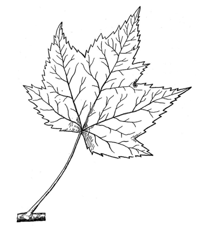 Dibujo de Hoja de Arce Rojo para colorear | Dibujos para colorear ... Dibujo de Hoja de Arce Rojo para colorear | Dibujos para colorear ...