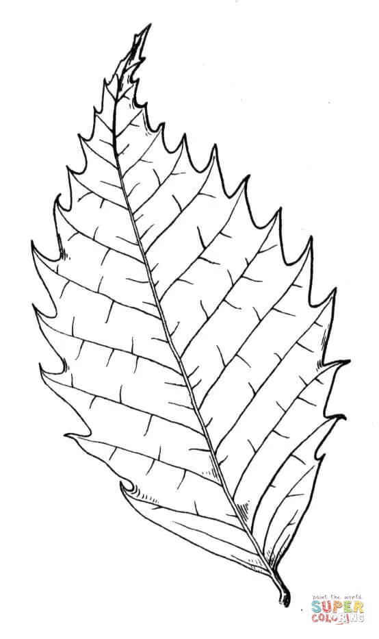 Dibujo de Hoja, Castaño para colorear | Dibujos para colorear imprimir gratis Dibujo de Hoja, Castaño para colorear | Dibujos para colorear imprimir gratis