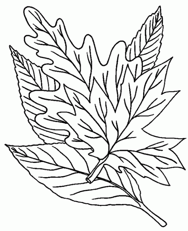 Dibujo de Hoja para colorear. Dibujos infantiles de Hoja. Colorear ...