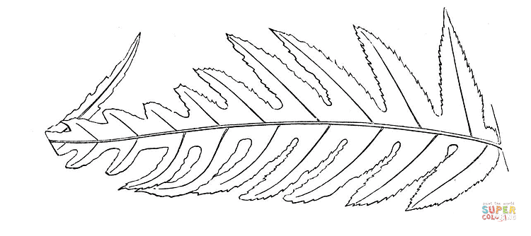 Dibujo de Gran Hoja de Helecho para colorear | Dibujos para ... Dibujo de Gran Hoja de Helecho para colorear | Dibujos para ...
