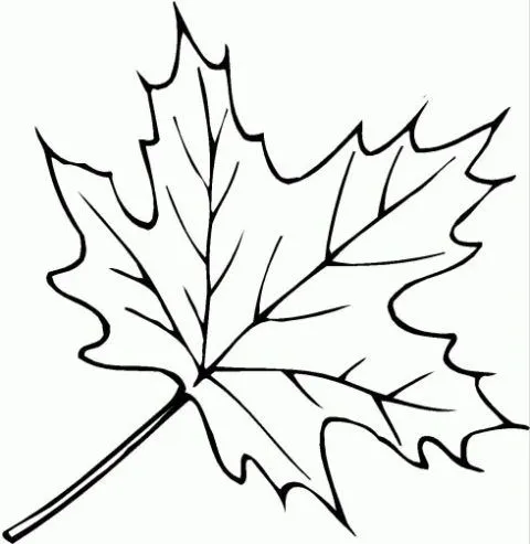 Imagenes de la hoja y sus partes para colorear - Imagui