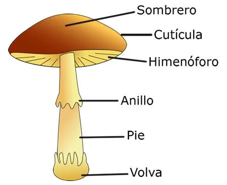 Dibujo de hongos y sus partes - Imagui