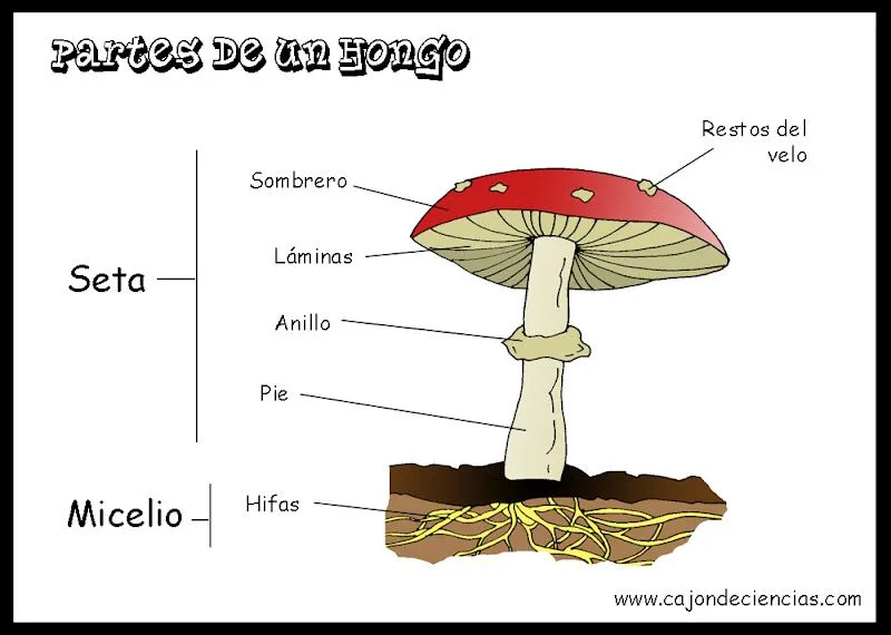 Dibujo de hongos y sus partes - Imagui