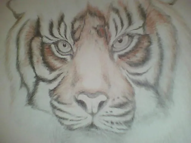 Este dibujo en honor a los tigres de Bengala, en via de extinción ... Este dibujo en honor a los tigres de Bengala, en via de extinción ...