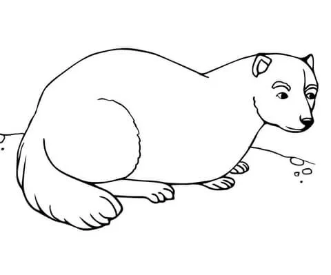 Dibujo de Un Hurón para colorear | Dibujos para colorear imprimir ... Dibujo de Un Hurón para colorear | Dibujos para colorear imprimir ...
