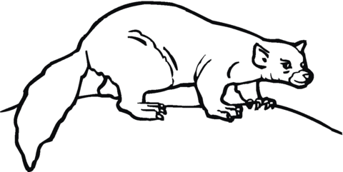 Dibujo de Hurón hacia la derecha para colorear | Dibujos para ...