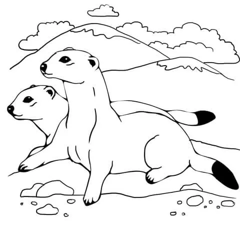 Dibujo de Dos Hurones para colorear | Dibujos para colorear ... Dibujo de Dos Hurones para colorear | Dibujos para colorear ...