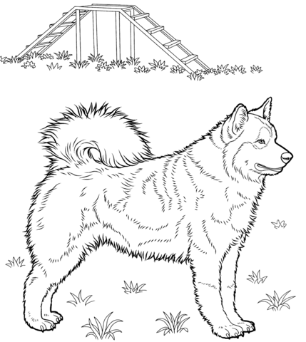 Dibujo de Husky para colorear | Dibujos para colorear imprimir gratis