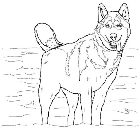 Dibujo de Husky Siberiano para colorear | Dibujos para colorear ... Dibujo de Husky Siberiano para colorear | Dibujos para colorear ...