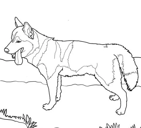 Dibujo de Husky Siberiano para colorear | Dibujos para colorear ... Dibujo de Husky Siberiano para colorear | Dibujos para colorear ...
