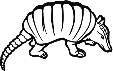 Dibujo de Ilustración de un armadillo para colorear | Dibujos para ... Dibujo de Ilustración de un armadillo para colorear | Dibujos para ...