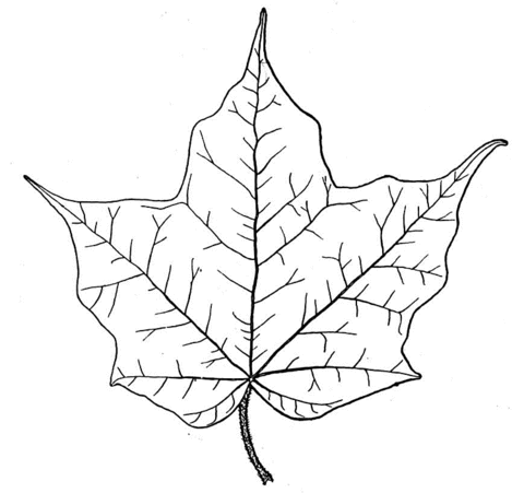 Dibujo de Ilustración de una Hoja de Arce para colorear | Dibujos ...