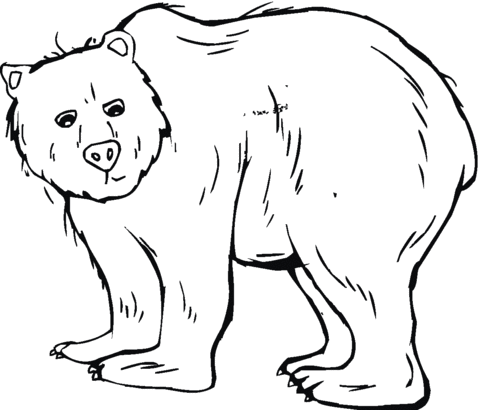 Dibujo de Ilustración de un Oso Grizzly para colorear | Dibujos ... Dibujo de Ilustración de un Oso Grizzly para colorear | Dibujos ...