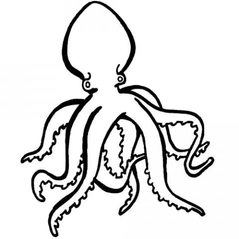 14193-4-dibujos-pulpo.jpg