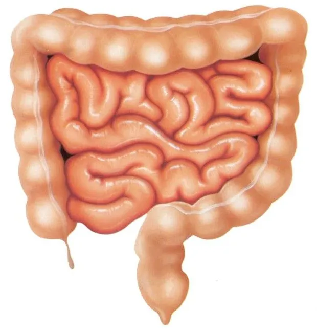 Como dibujar el intestino delgado - Imagui