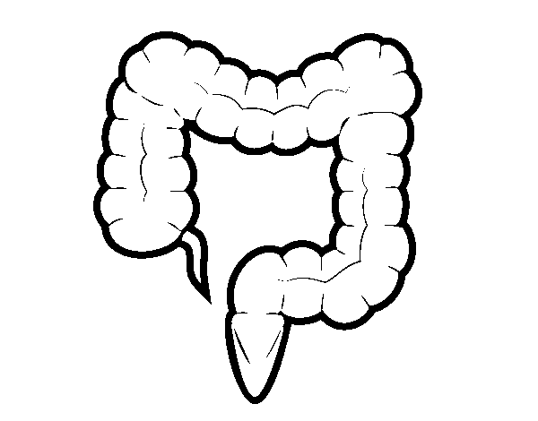 Dibujo de Intestino grueso para Colorear - Dibujos.net Dibujo de Intestino grueso para Colorear - Dibujos.net