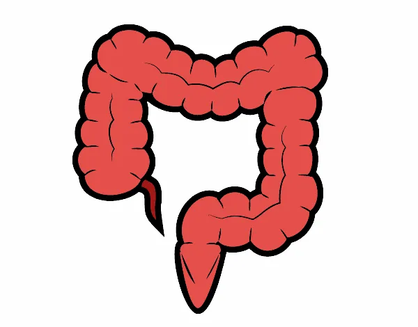 Dibujo de Intestino grueso pintado por en Dibujos.net el día 31-05 ...