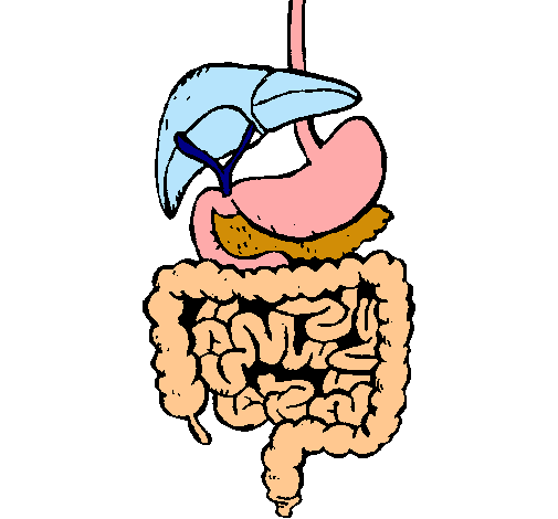 Dibujo de Intestinos pintado por Florecita en Dibujos.net el día ...