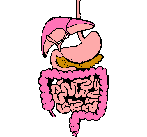 Dibujo de Intestinos pintado por _juli_ en Dibujos.net el día 13 ... Dibujo de Intestinos pintado por _juli_ en Dibujos.net el día 13 ...