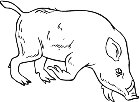 Dibujo de Un Jabalí Olfateando la Tierra para colorear | Dibujos ... Dibujo de Un Jabalí Olfateando la Tierra para colorear | Dibujos ...