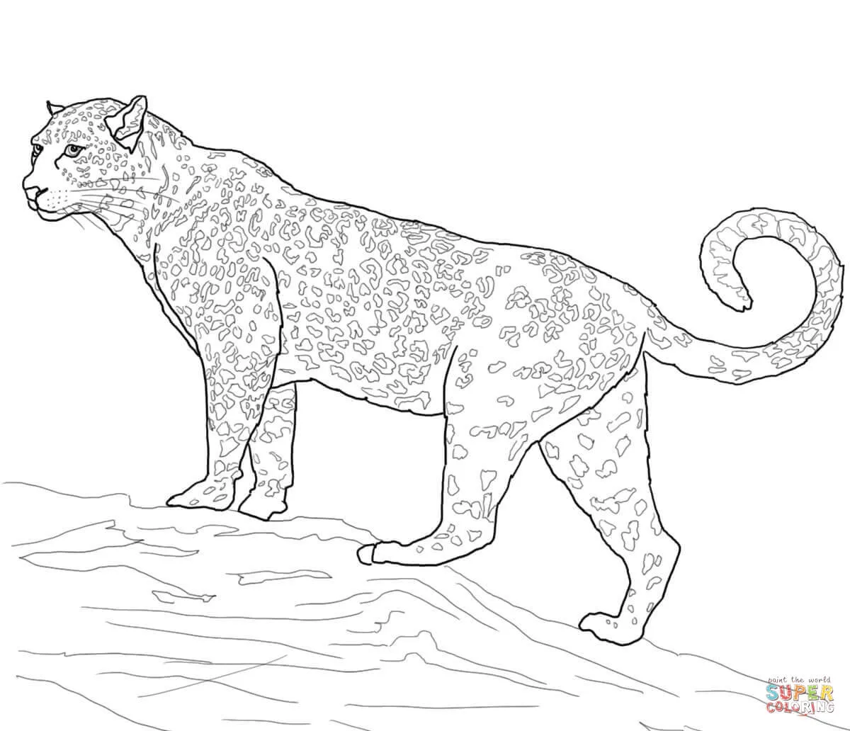 Dibujo de Un Jaguar para colorear | Dibujos para colorear imprimir ... Dibujo de Un Jaguar para colorear | Dibujos para colorear imprimir ...