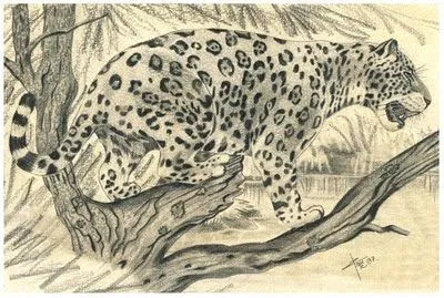 Dibujo jaguar para colorear - Imagui