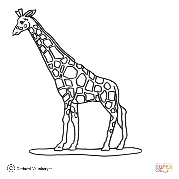 Dibujo de Jirafa en el Zoológico para colorear | Dibujos para ... Dibujo de Jirafa en el Zoológico para colorear | Dibujos para ...