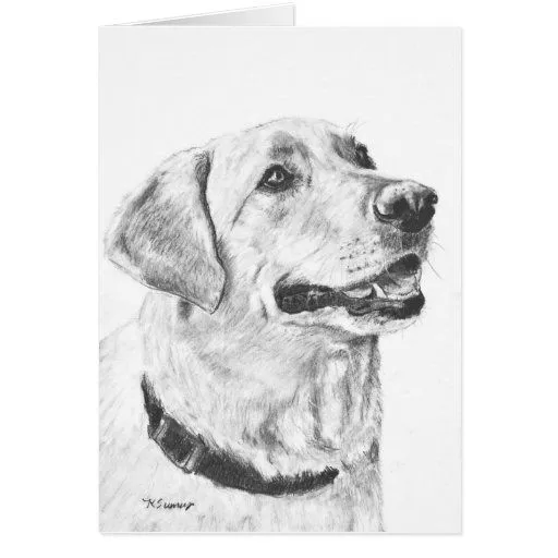 Dibujo del labrador retriever tarjeta pequeña | Zazzle Dibujo del labrador retriever tarjeta pequeña | Zazzle