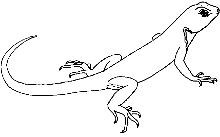 Dibujo lagartija - Imagui