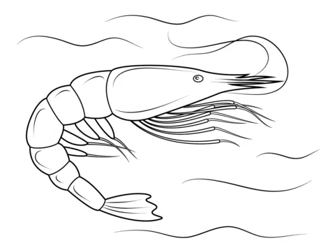 Dibujo de Langostino Peneido para colorear | Dibujos para colorear ...