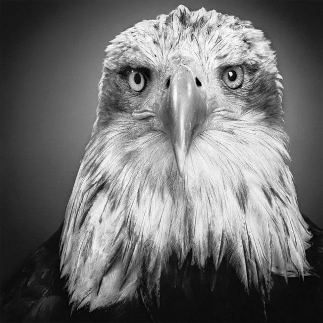 Imagenes de animales salvajes para dibujar a lapiz - Imagui Imagenes de animales salvajes para dibujar a lapiz - Imagui