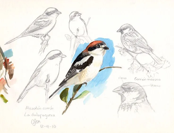 Dibujos de aves a lapiz - Imagui