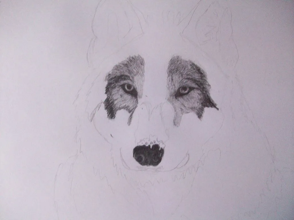 Dibujo a lápiz de un lobo (con los pasos ) | Aprender manualidades ... Dibujo a lápiz de un lobo (con los pasos ) | Aprender manualidades ...