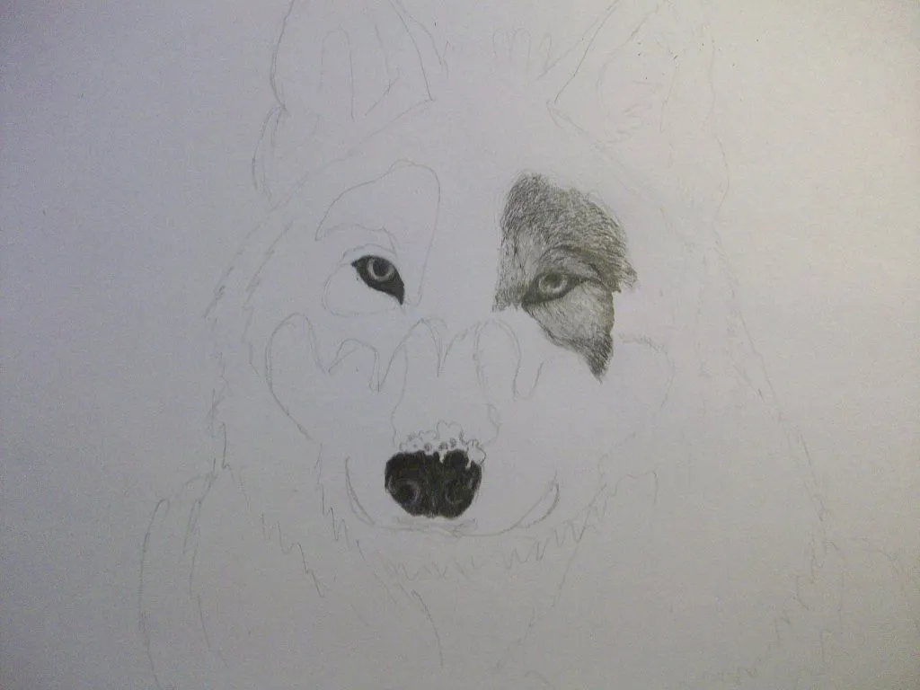 Dibujo a lápiz de un lobo (con los pasos ) | Aprender manualidades ... Dibujo a lápiz de un lobo (con los pasos ) | Aprender manualidades ...
