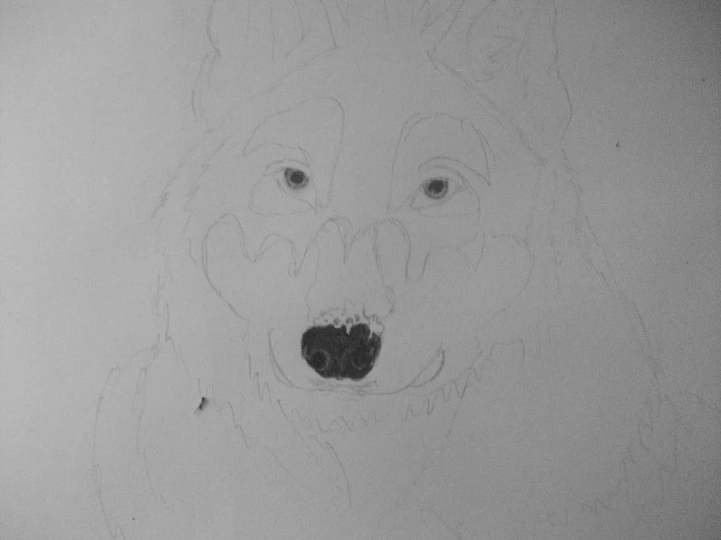 Dibujo a lápiz de un lobo (con los pasos ) | Aprender manualidades ...