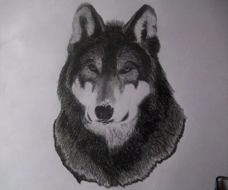 Dibujo a lápiz de un lobo (con los pasos ) | Aprender manualidades ...