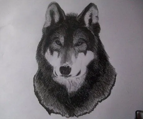 Dibujo a lápiz de un lobo (con los pasos ) | Aprender manualidades ... Dibujo a lápiz de un lobo (con los pasos ) | Aprender manualidades ...